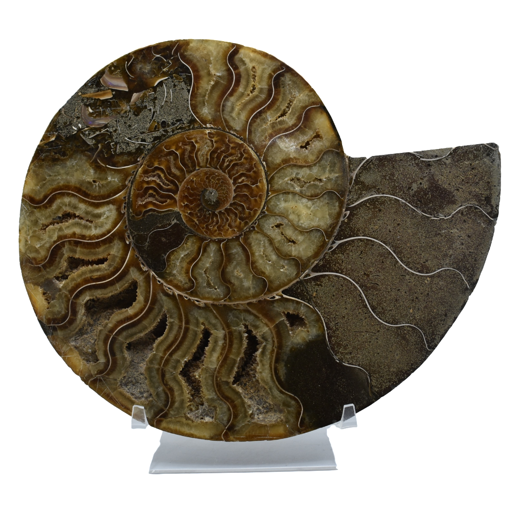 Ammonite Fossil 
